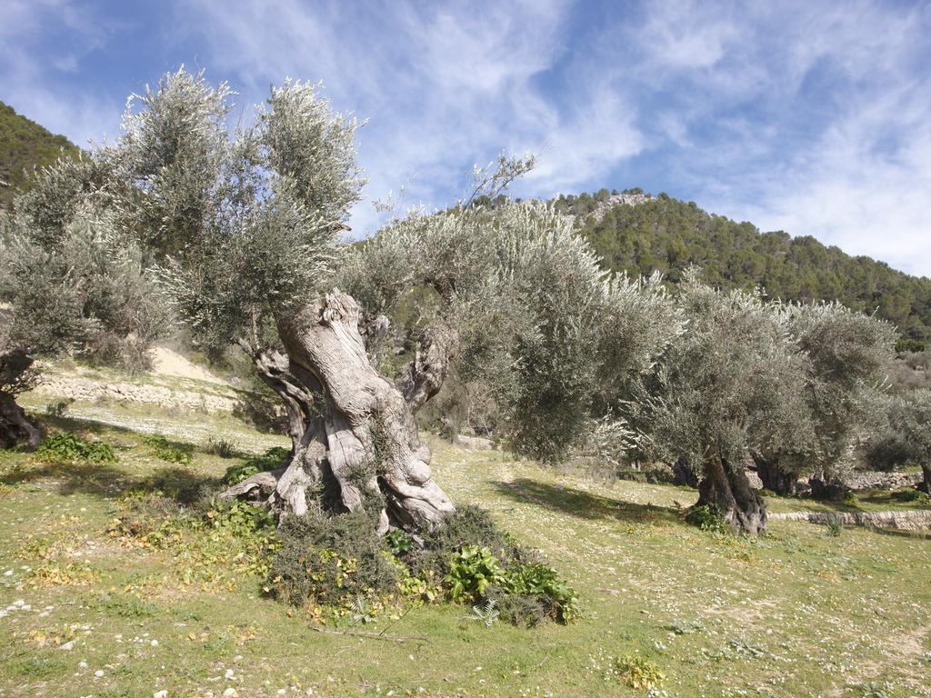 Monnaber Vell Ξενοδοχείο Campanet Εξωτερικό φωτογραφία