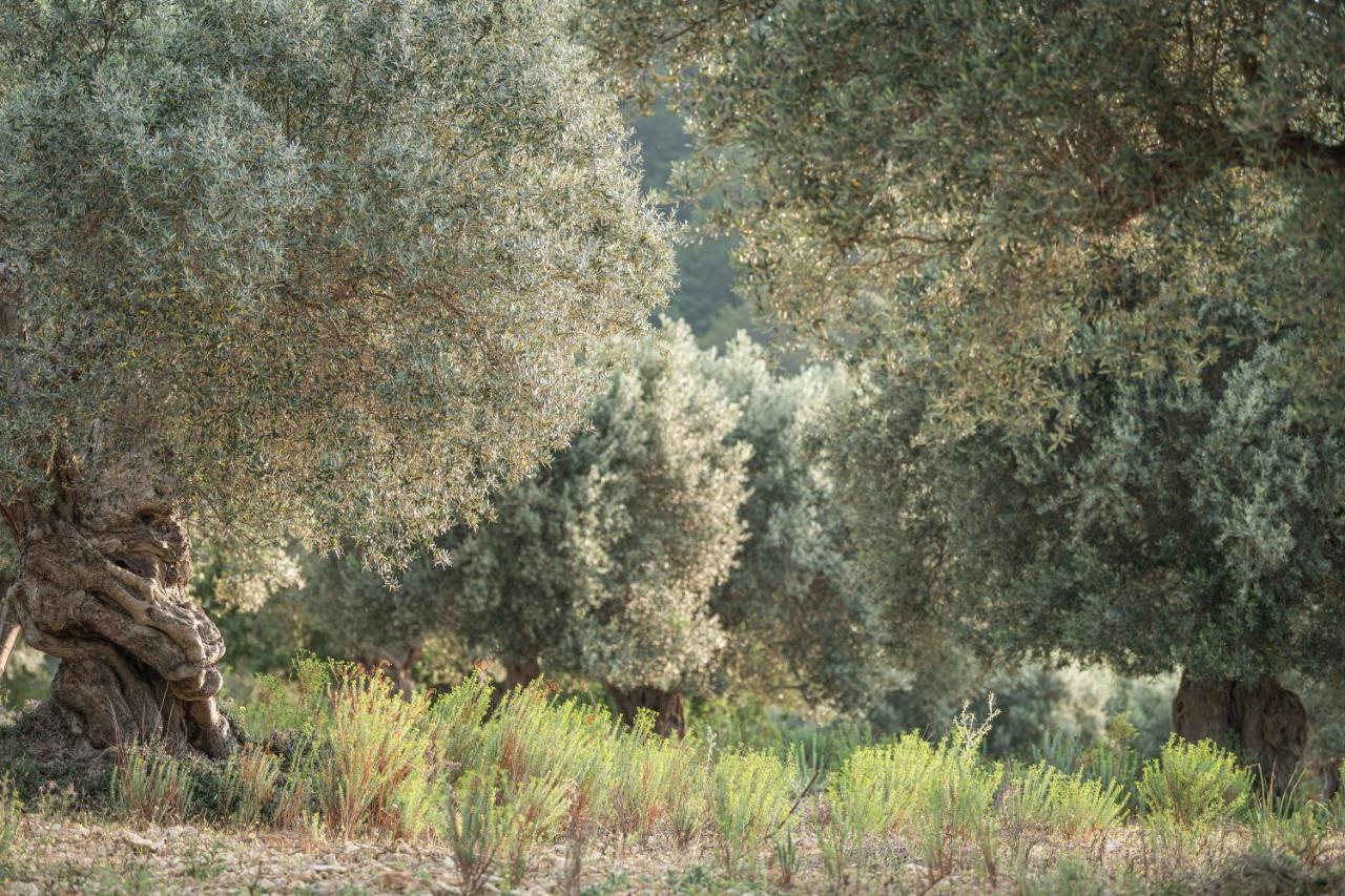 Monnaber Vell Ξενοδοχείο Campanet Εξωτερικό φωτογραφία